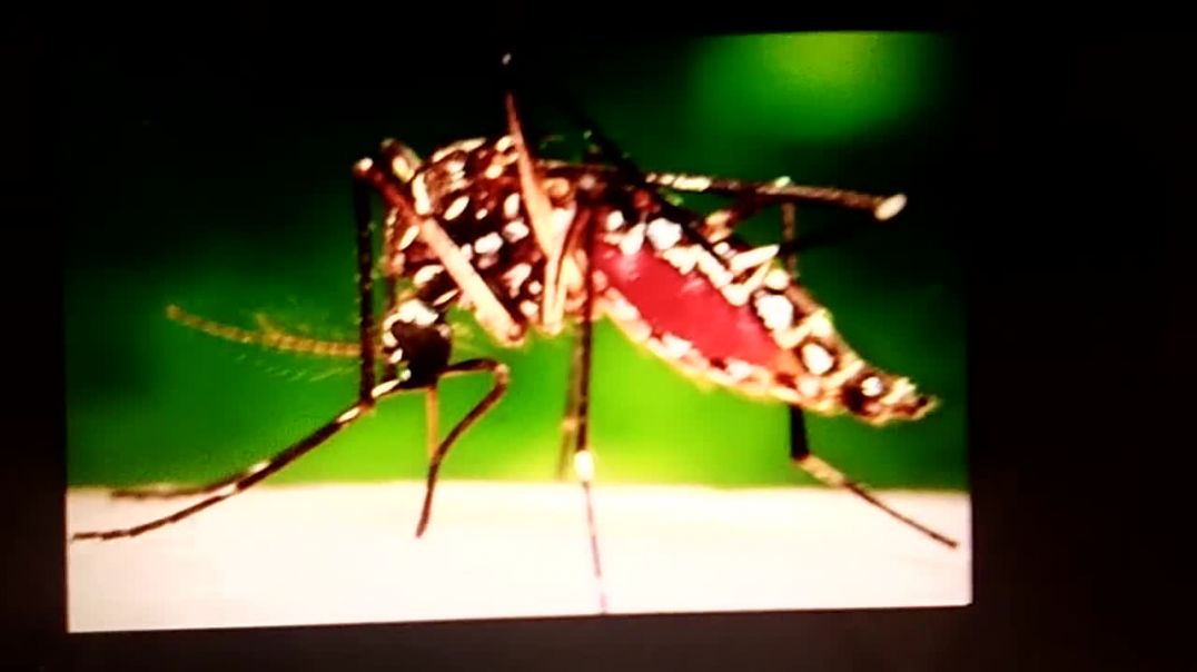 Mosquito borne diseases in West Indies and Africa how to fight prevent treat.  Ebola Dengue Chick V