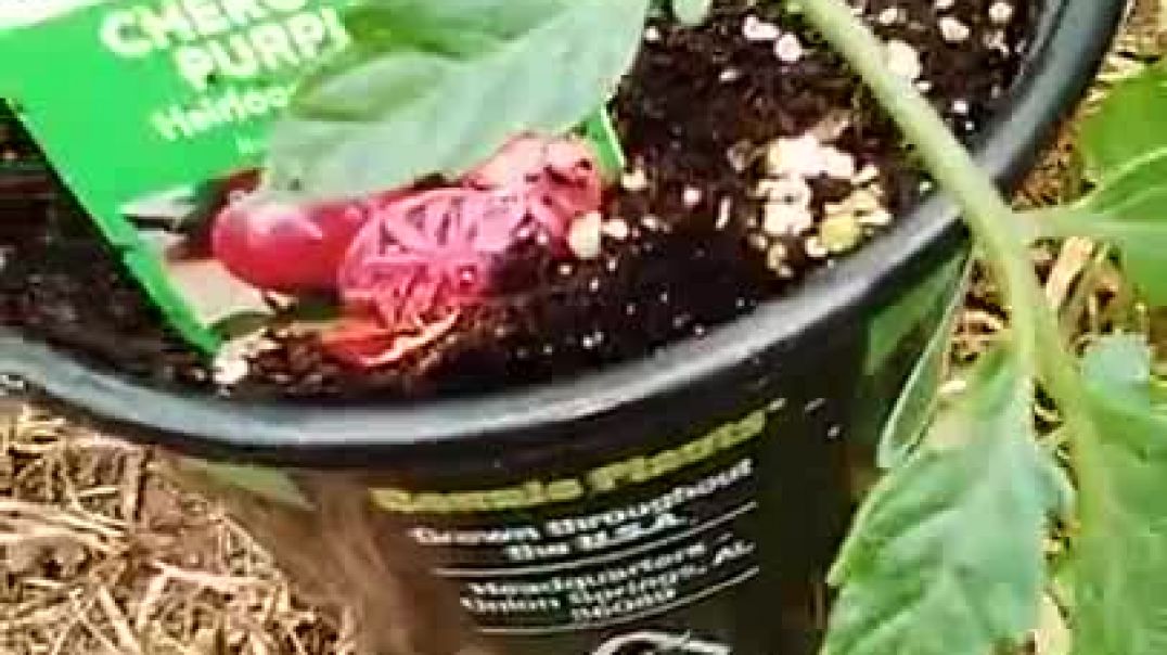 Potatoes Red Yellow Irish planting by eye cutlets.  Stawberry. Aloe. Heirloom Tomatoes. Self Suffici