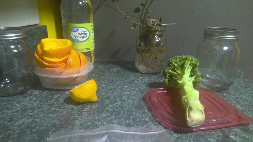 Shalom Living TidBit: 3 Tidbits including Recycled Citrus