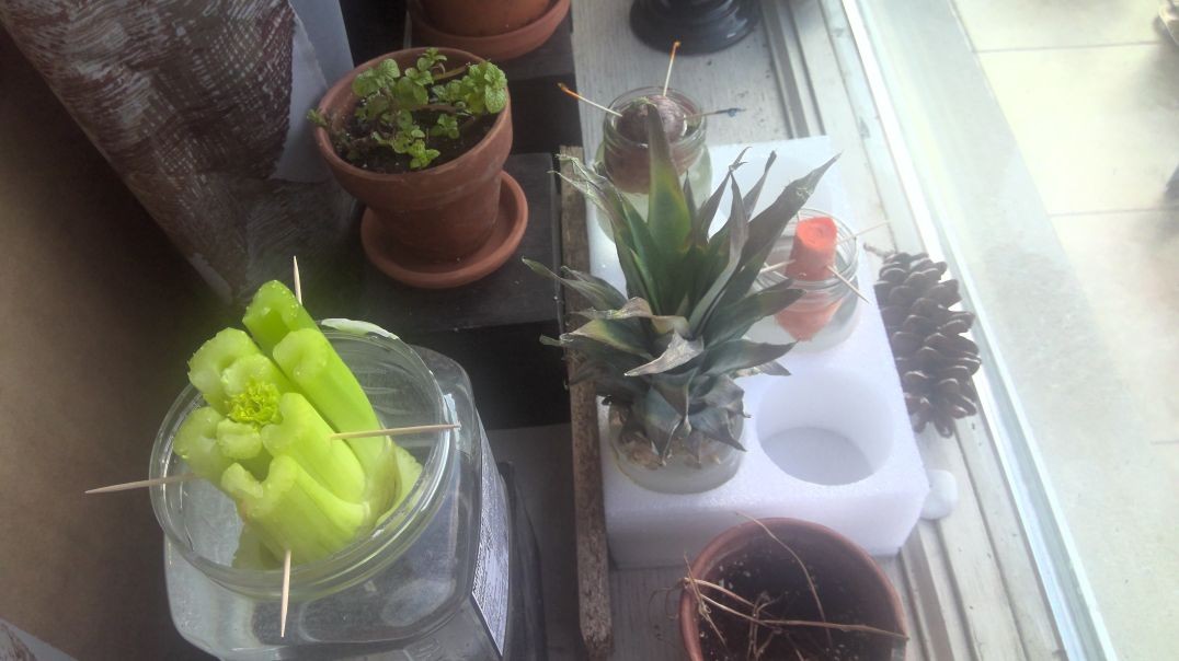 Shalom Living TidBit: String Gardening?