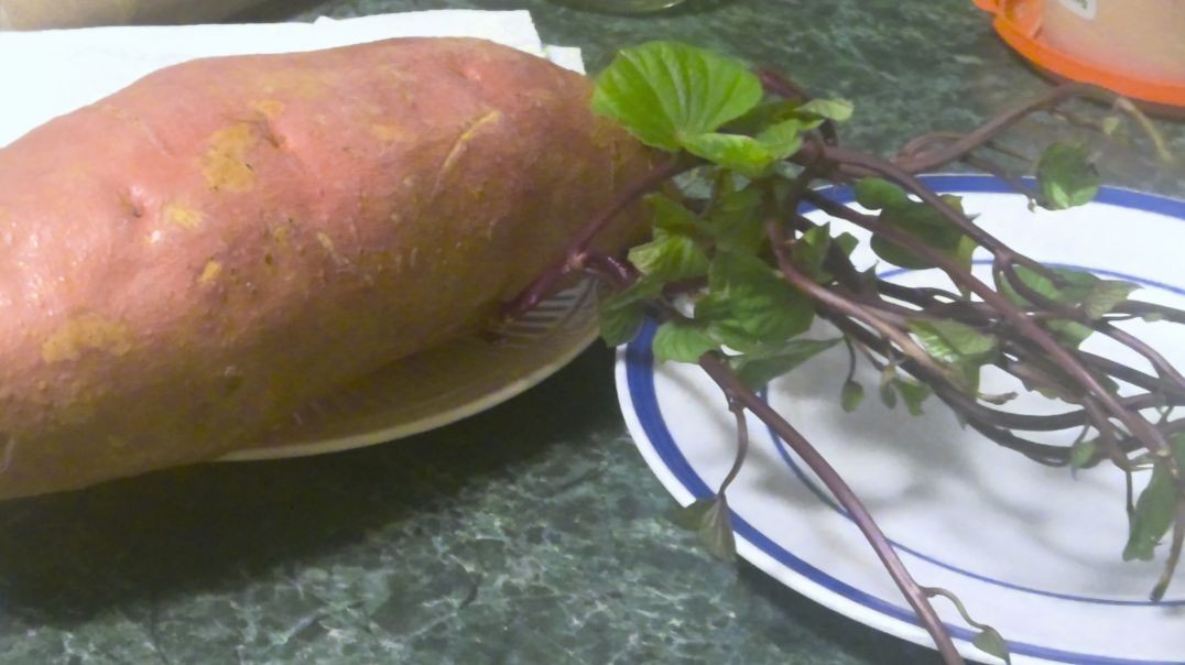 ShalomLivingTidBit:Urban Gardening update