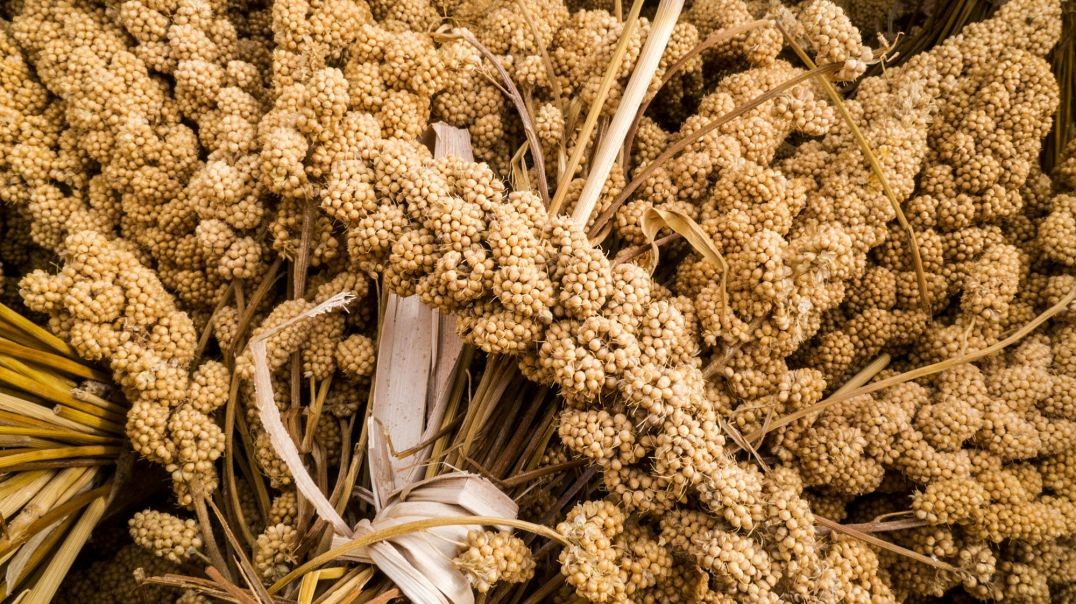 Shalom Living TidBit NewsReel: Nigeria's Answer to Russian Wheat Grain hostage