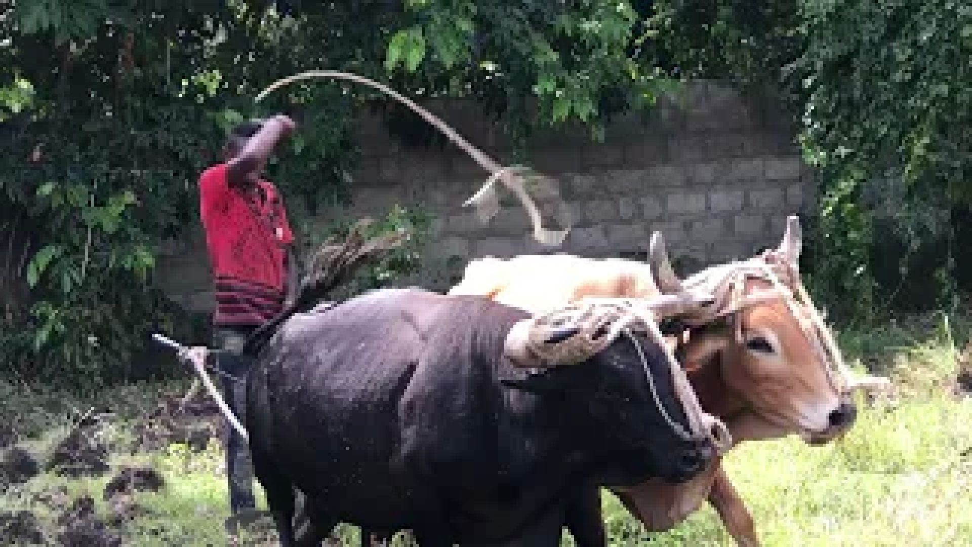 Tilling the Haitian Soil Part 2