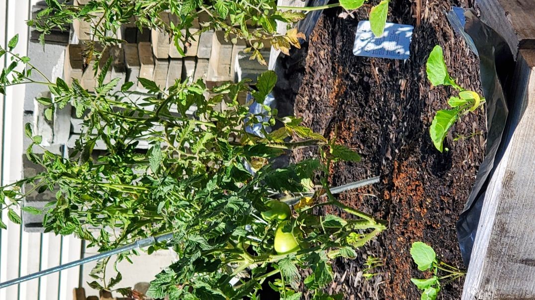 Compost tumbler and garden update