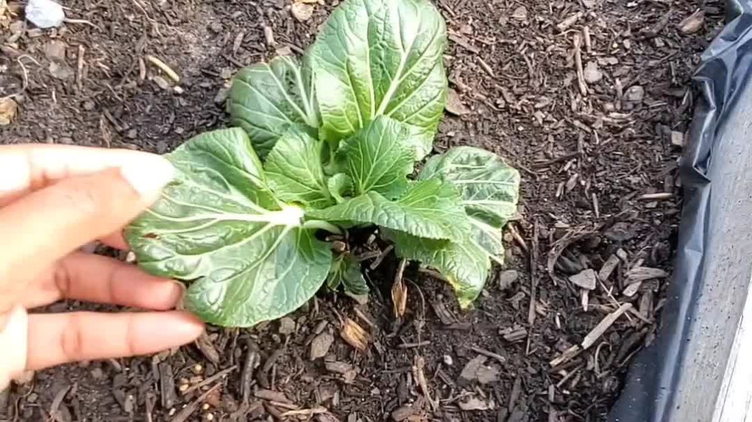 End of October Garden Update