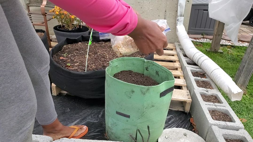 Eggshells as Fertilizer / Ditect Compost