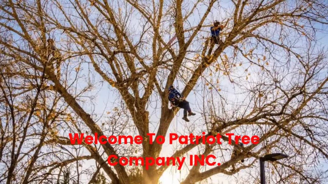 Patriot Tree Company INC. : Tree Services in Boulder, CO