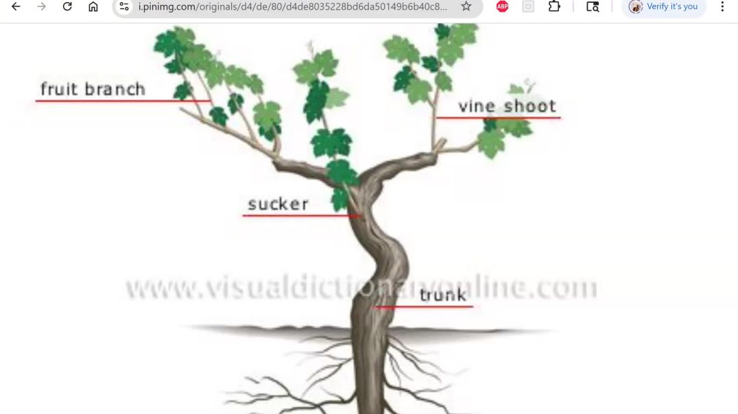 G.R.O.W series: Connect to the VINE-epi 2