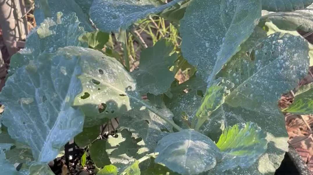Homestead:  Checking for pest on my leafy green