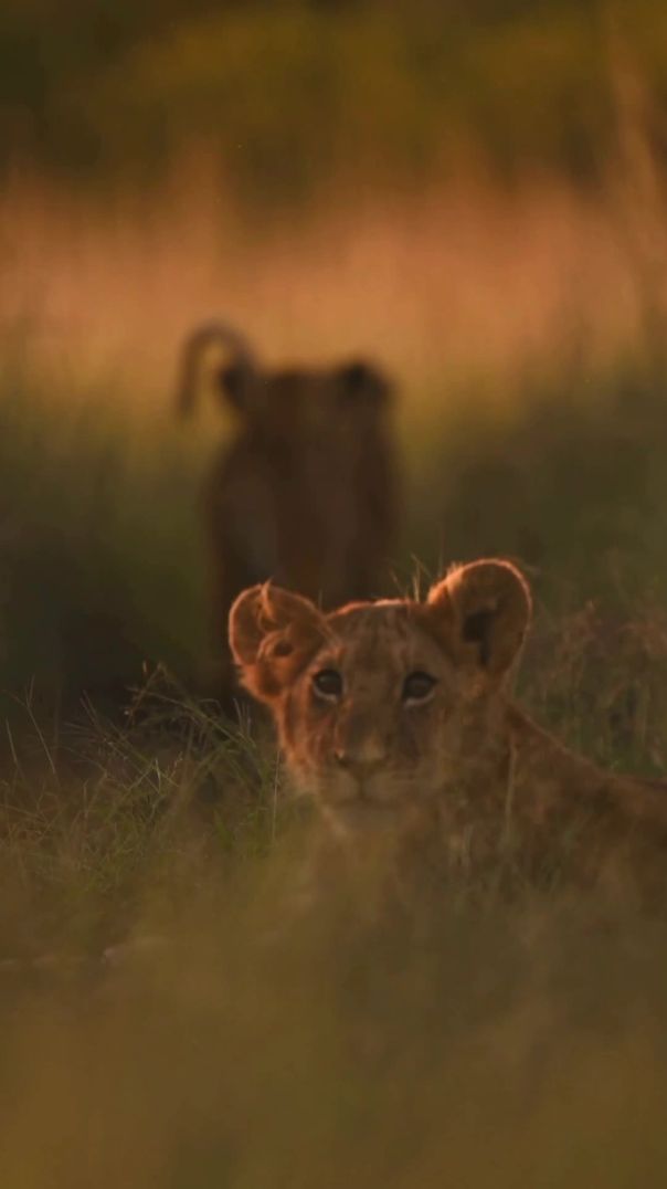 Faithful Promises~Yesha'Yahu 35:10